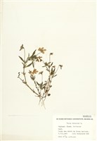 藏品(三色堇)的圖片